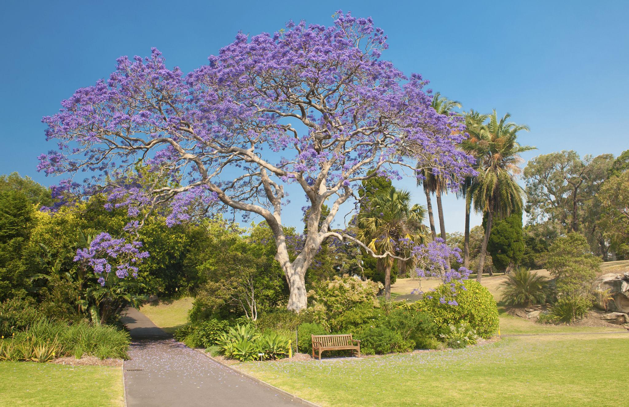 Jacaranda